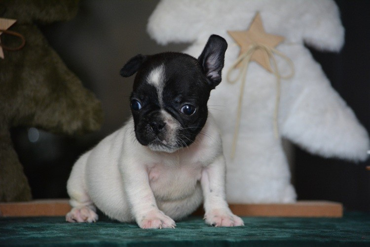 du Chevalier Gascon - Chiots disponibles - Bouledogue français