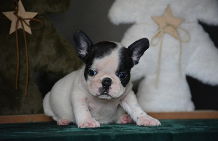 du Chevalier Gascon - Chiots disponibles - Bouledogue français