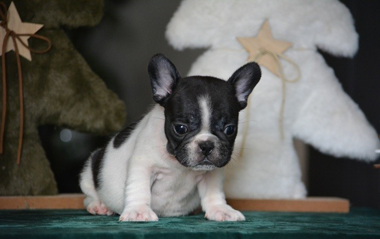 du Chevalier Gascon - Chiots disponibles - Bouledogue français
