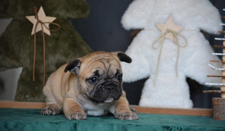 du Chevalier Gascon - Chiots disponibles - Bouledogue français