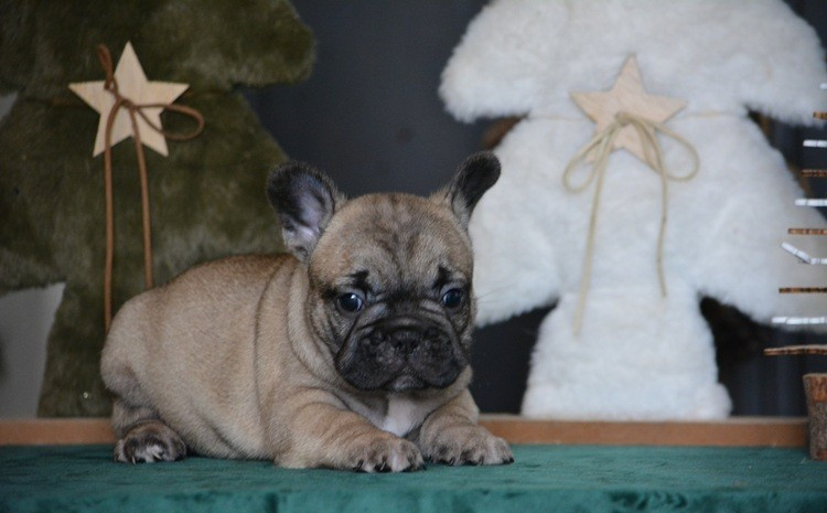 du Chevalier Gascon - Chiots disponibles - Bouledogue français