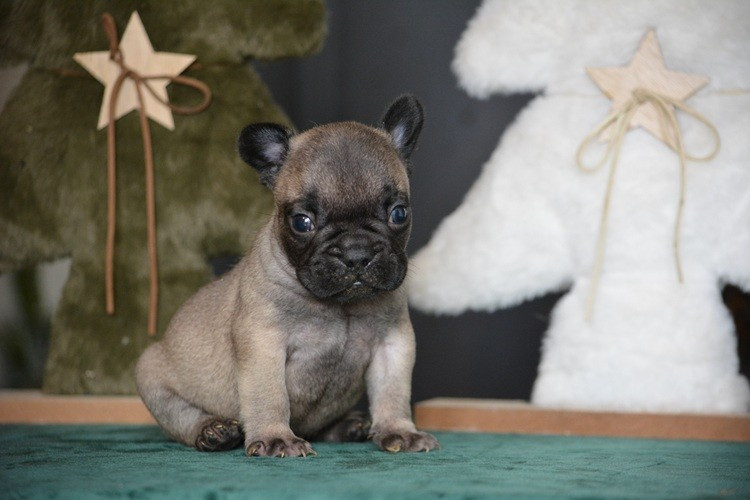 du Chevalier Gascon - Chiots disponibles - Bouledogue français