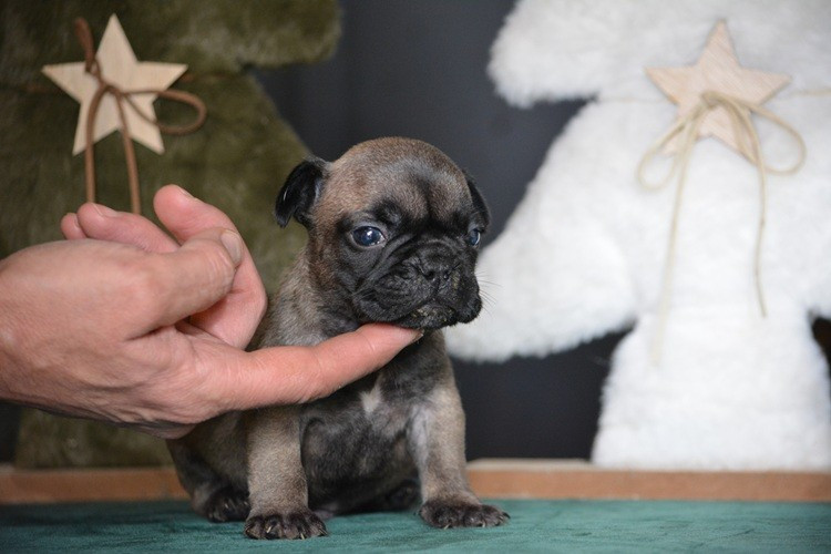 du Chevalier Gascon - Chiots disponibles - Bouledogue français
