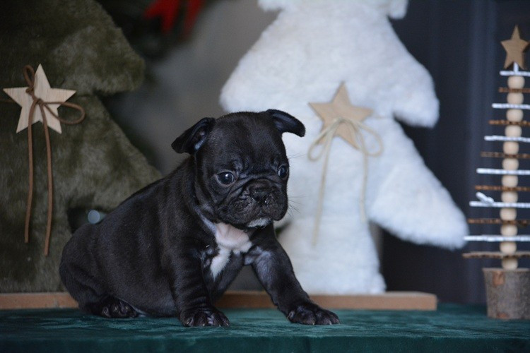 du Chevalier Gascon - Chiots disponibles - Bouledogue français