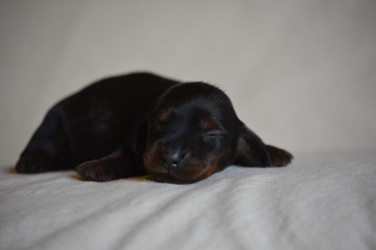 du Chevalier Gascon - Chiots disponibles - Teckel poil long