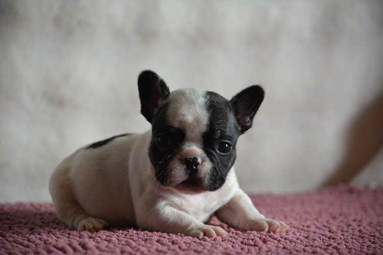 du Chevalier Gascon - Chiots disponibles - Bouledogue français