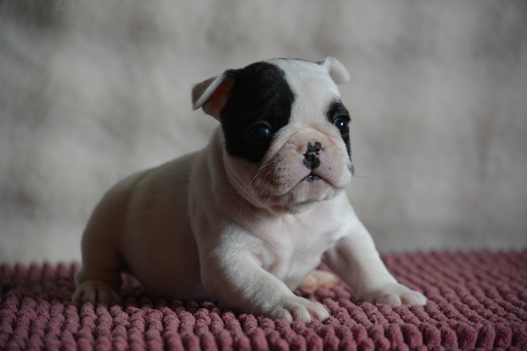du Chevalier Gascon - Chiots disponibles - Bouledogue français