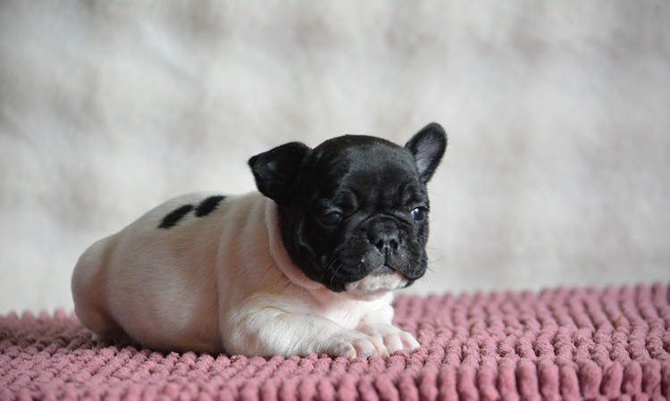 du Chevalier Gascon - Chiots disponibles - Bouledogue français