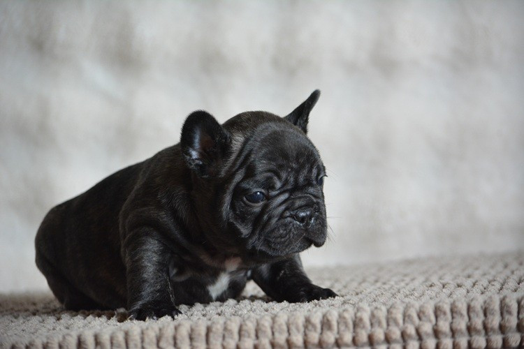 du Chevalier Gascon - Chiots disponibles - Bouledogue français