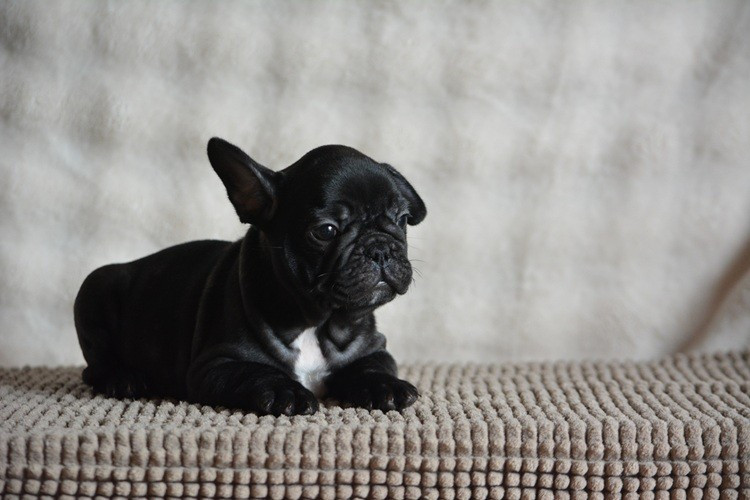 du Chevalier Gascon - Chiots disponibles - Bouledogue français