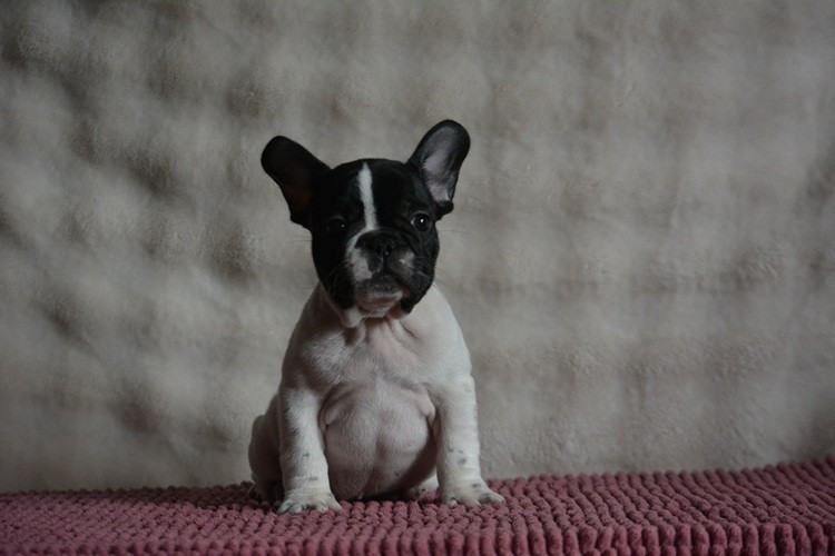 du Chevalier Gascon - Chiots disponibles - Bouledogue français