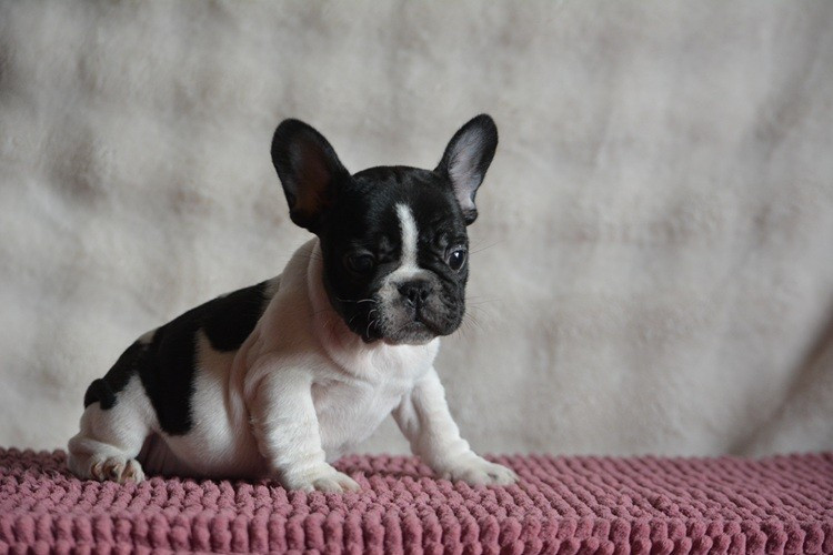 du Chevalier Gascon - Chiots disponibles - Bouledogue français