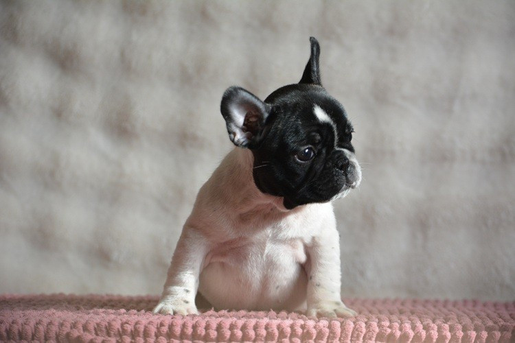 du Chevalier Gascon - Chiots disponibles - Bouledogue français