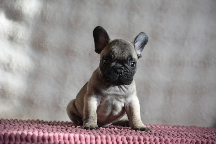 du Chevalier Gascon - Chiots disponibles - Bouledogue français