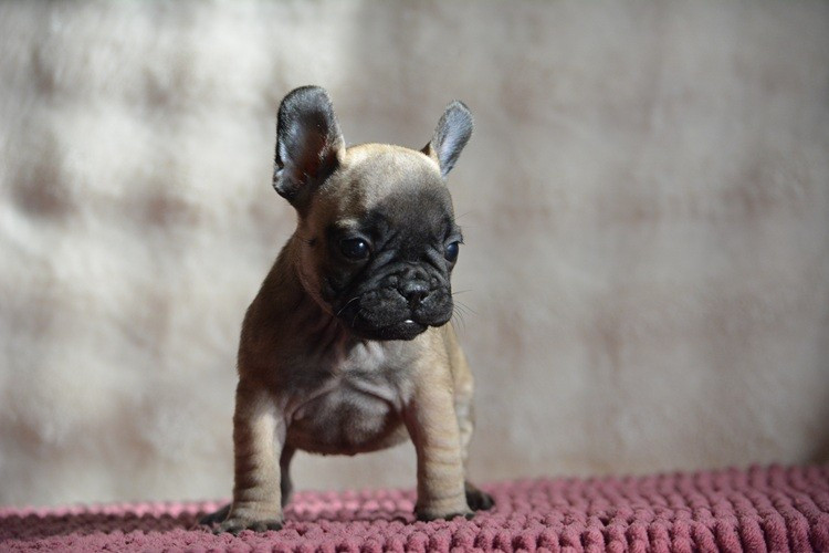 du Chevalier Gascon - Chiots disponibles - Bouledogue français