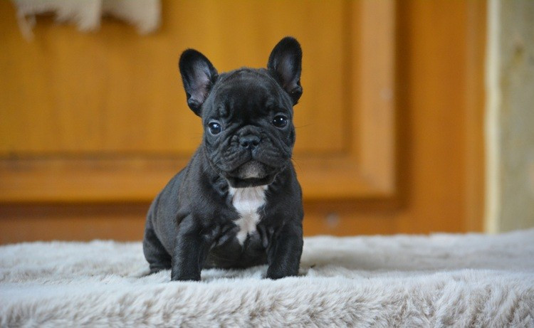 du Chevalier Gascon - Chiots disponibles - Bouledogue français