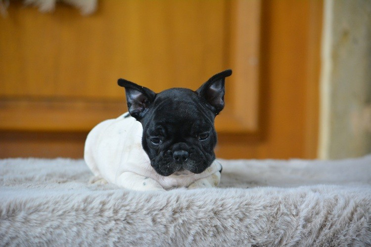 du Chevalier Gascon - Chiots disponibles - Bouledogue français