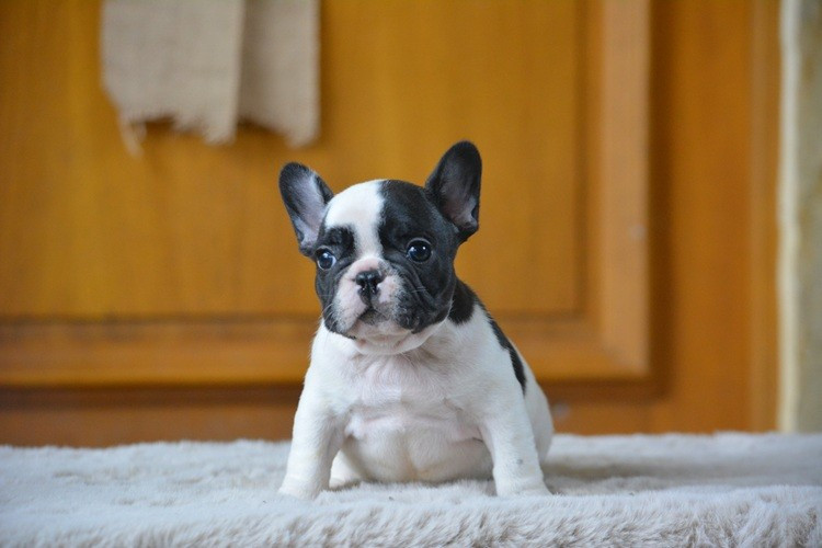 du Chevalier Gascon - Chiots disponibles - Bouledogue français