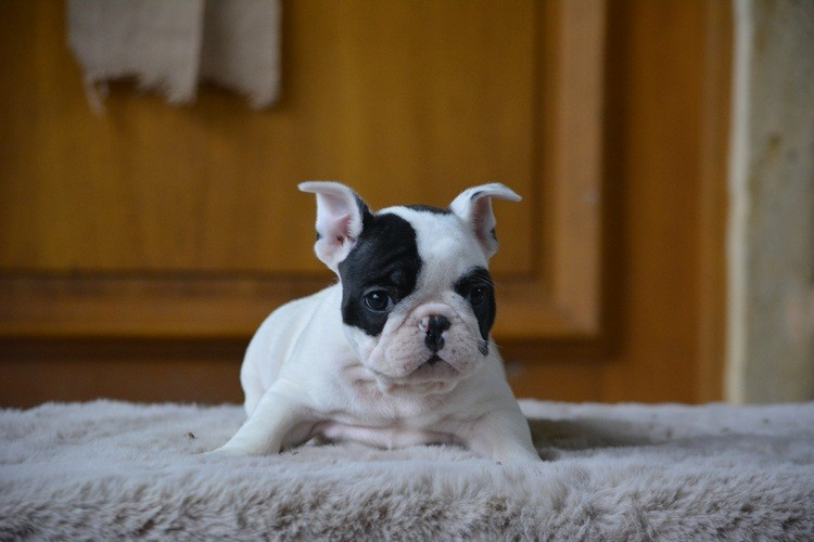 du Chevalier Gascon - Chiots disponibles - Bouledogue français