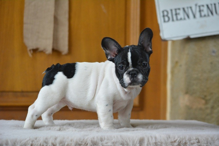 du Chevalier Gascon - Chiots disponibles - Bouledogue français