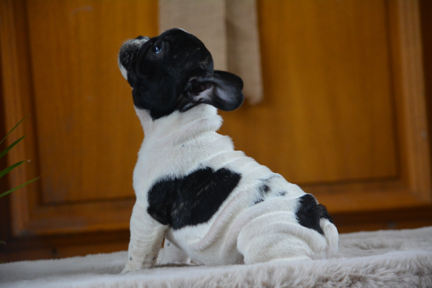 du Chevalier Gascon - Chiots disponibles - Bouledogue français