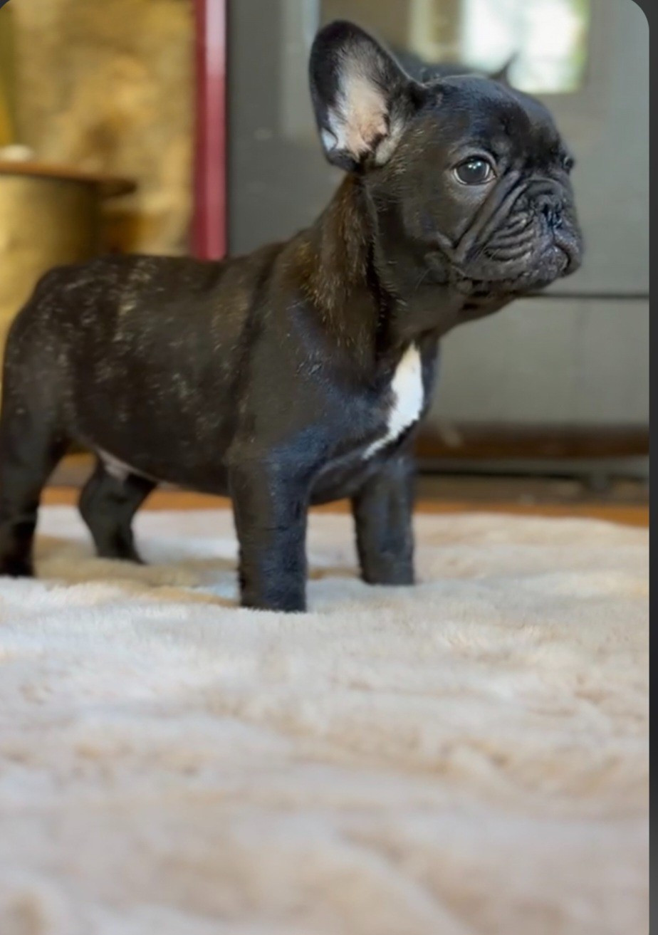 du Chevalier Gascon - Chiots disponibles - Bouledogue français