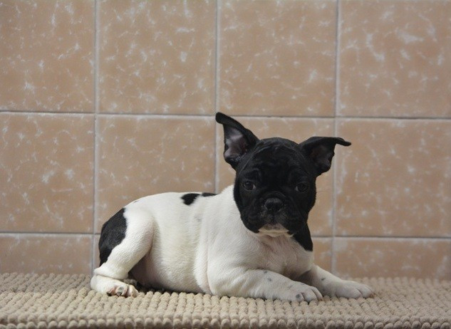 du Chevalier Gascon - Chiots disponibles - Bouledogue français