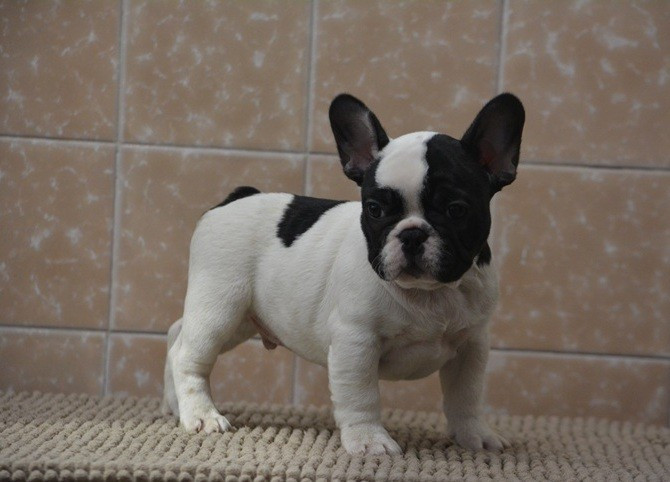 du Chevalier Gascon - Chiots disponibles - Bouledogue français