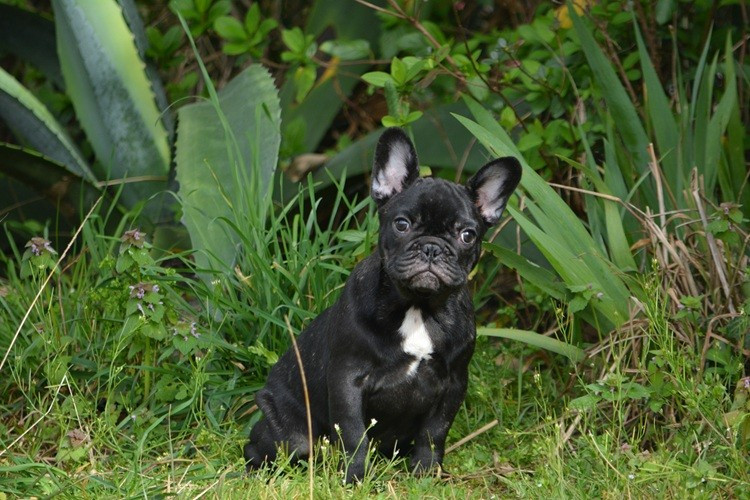 du Chevalier Gascon - Chiots disponibles - Bouledogue français