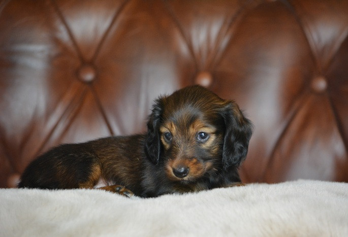 du Chevalier Gascon - Chiots disponibles - Teckel poil long