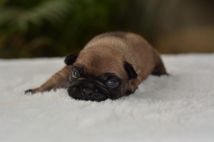 du Chevalier Gascon - Chiots disponibles - Bouledogue français