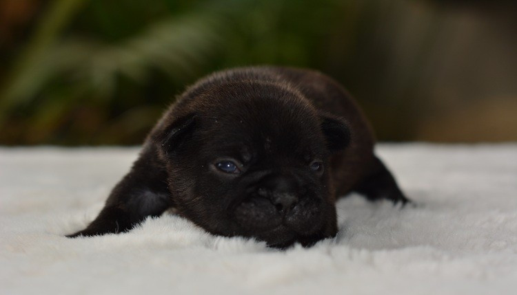 du Chevalier Gascon - Chiots disponibles - Bouledogue français