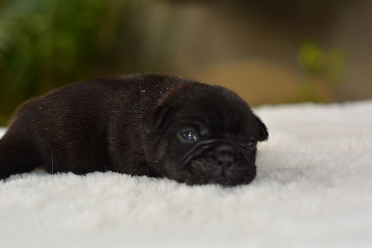 du Chevalier Gascon - Chiots disponibles - Bouledogue français