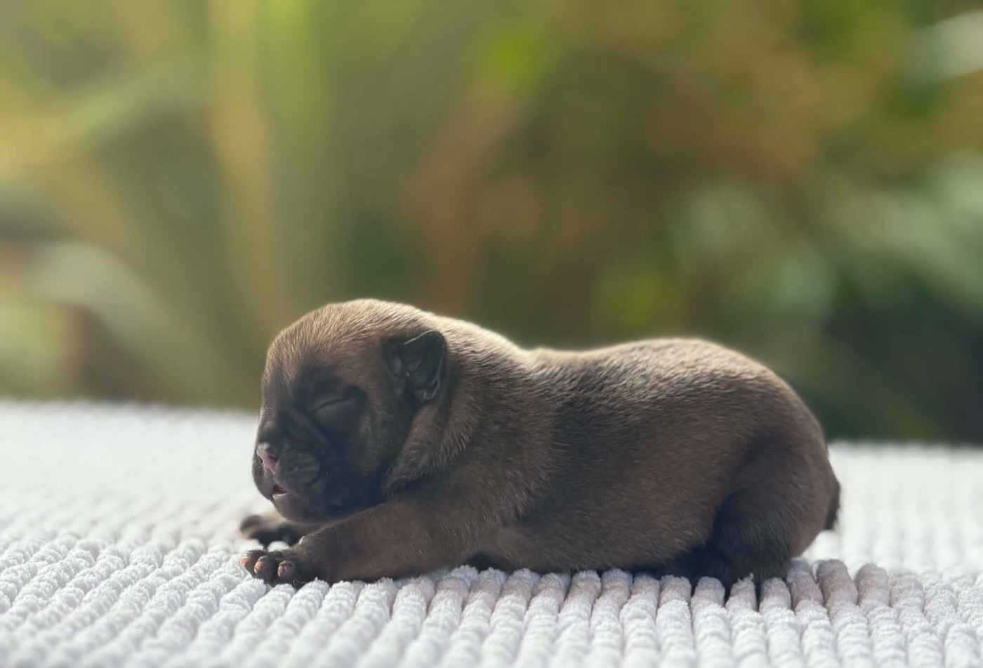 du Chevalier Gascon - Chiots disponibles - Bouledogue français