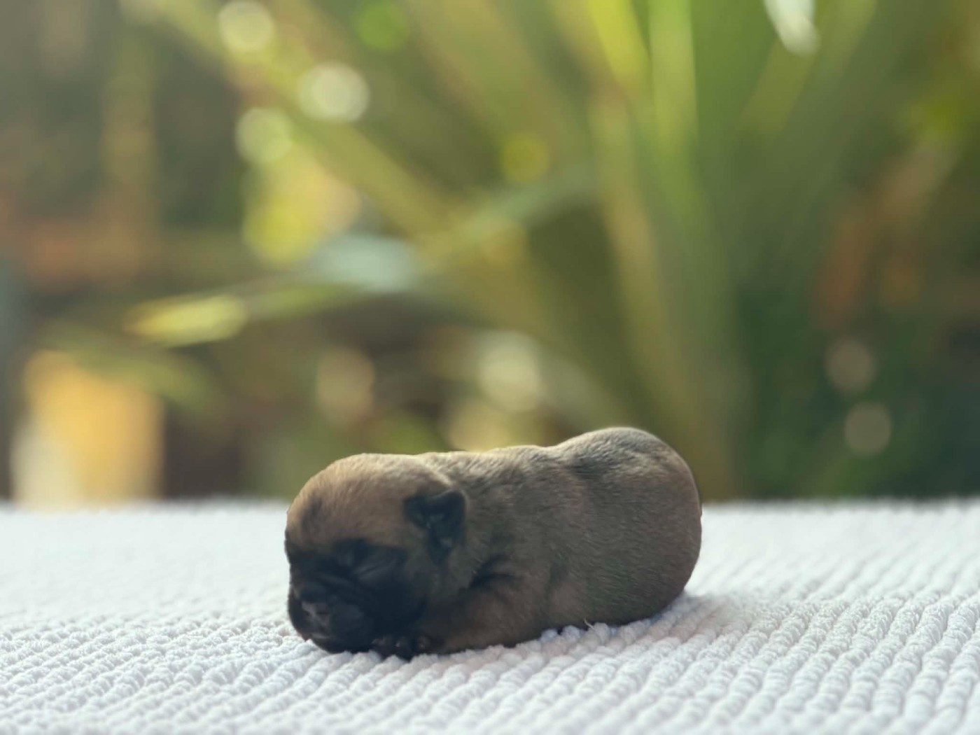 du Chevalier Gascon - Chiots disponibles - Bouledogue français
