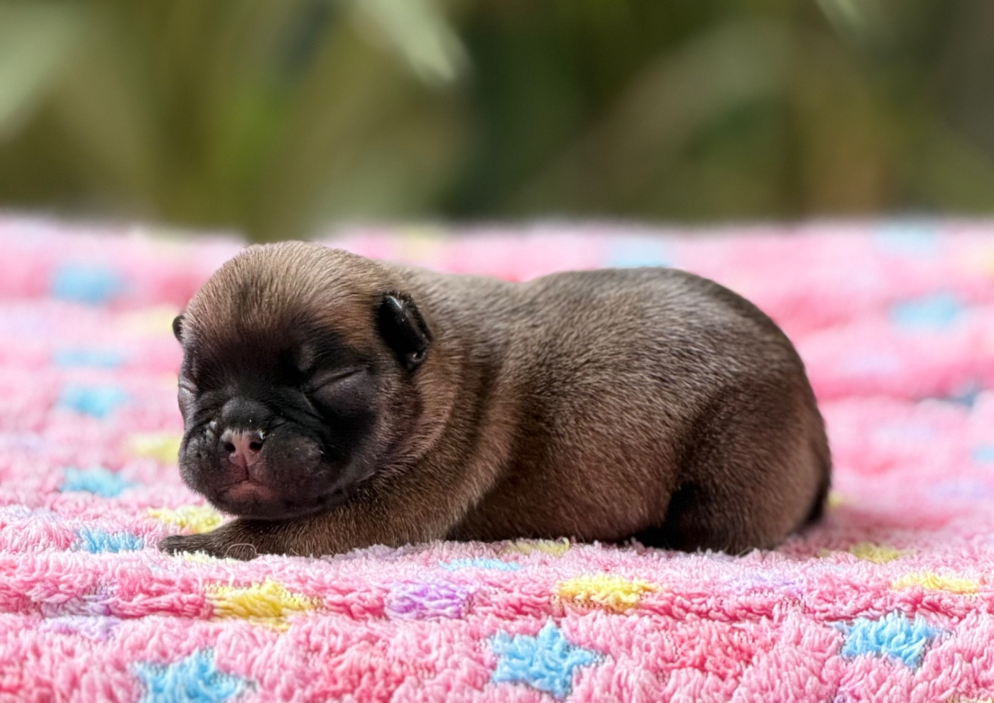 du Chevalier Gascon - Chiots disponibles - Bouledogue français