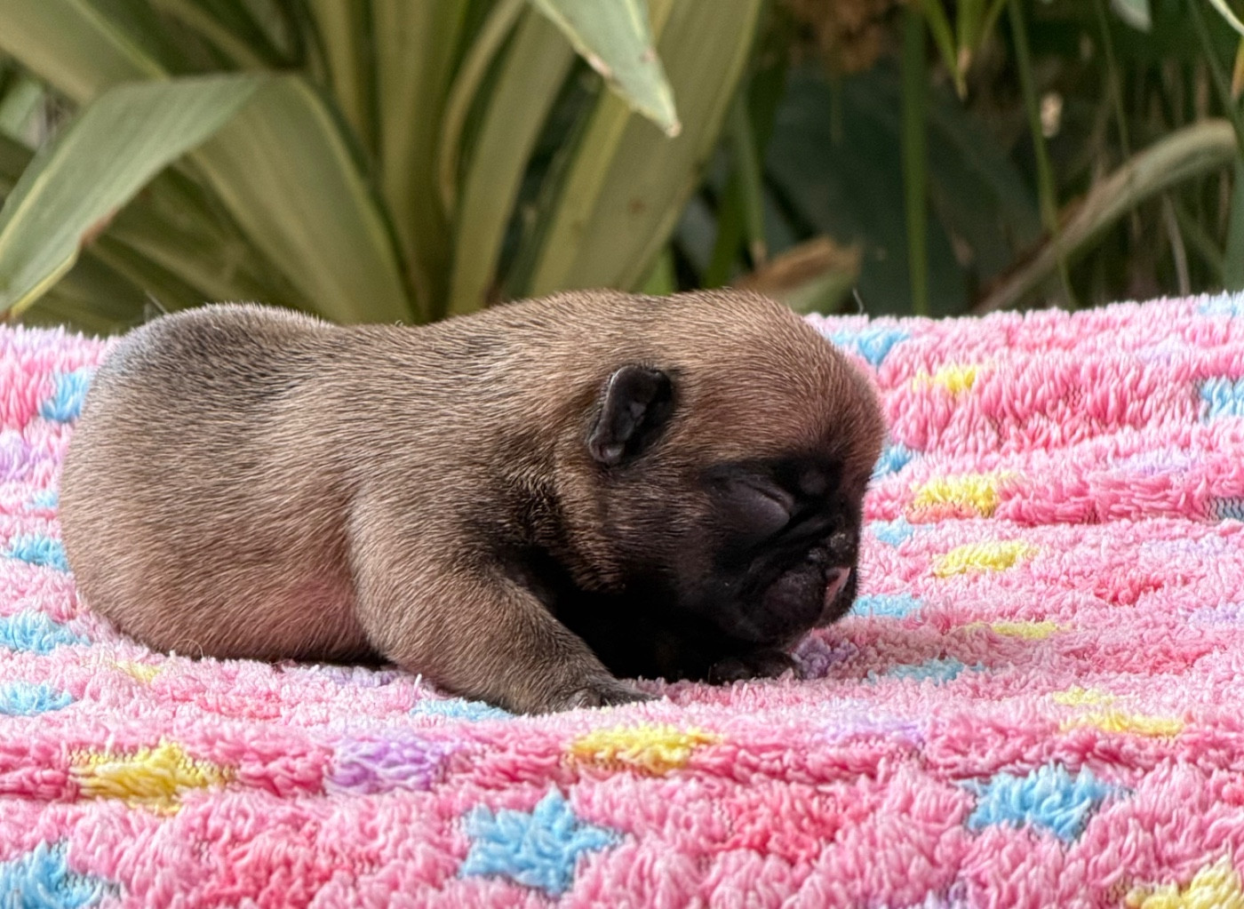 du Chevalier Gascon - Chiots disponibles - Bouledogue français