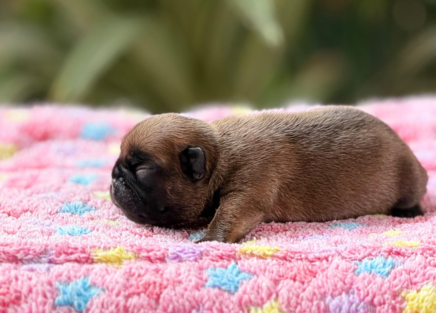 du Chevalier Gascon - Chiots disponibles - Bouledogue français