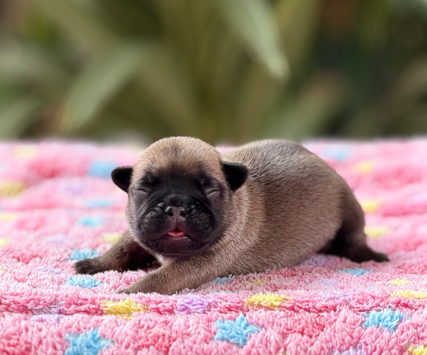 du Chevalier Gascon - Chiots disponibles - Bouledogue français
