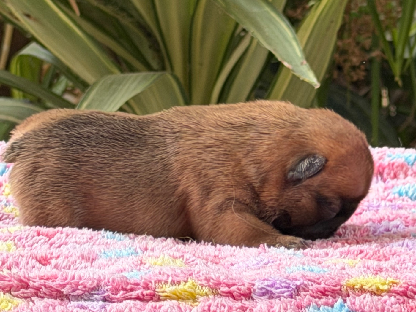 du Chevalier Gascon - Chiots disponibles - Bouledogue français