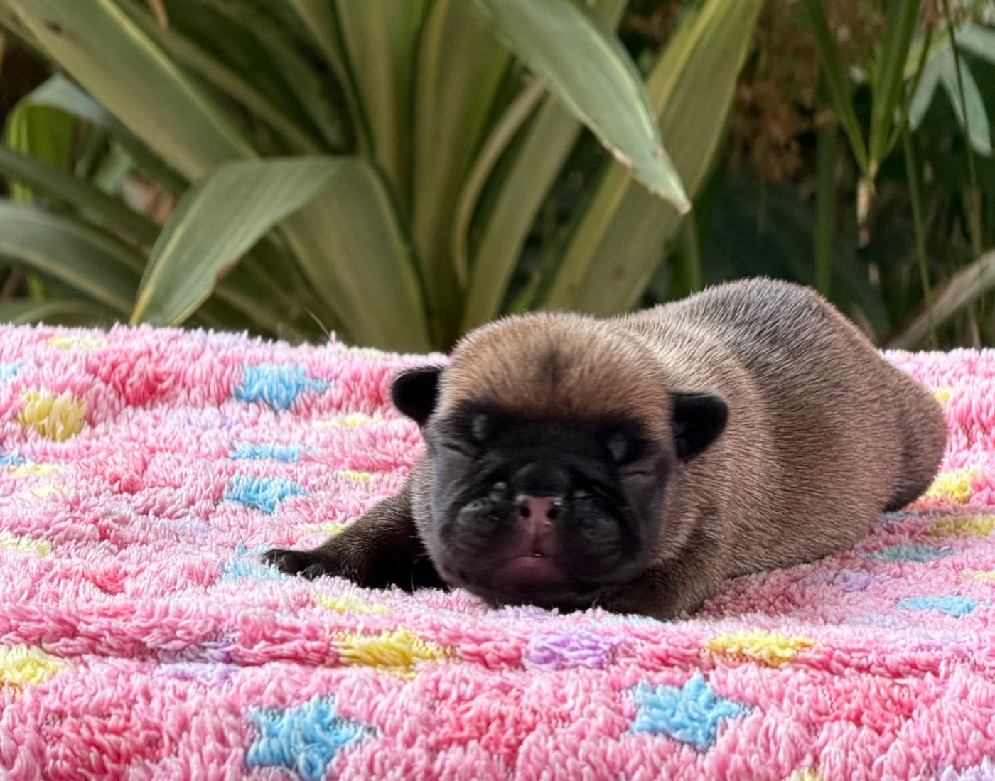 du Chevalier Gascon - Chiots disponibles - Bouledogue français