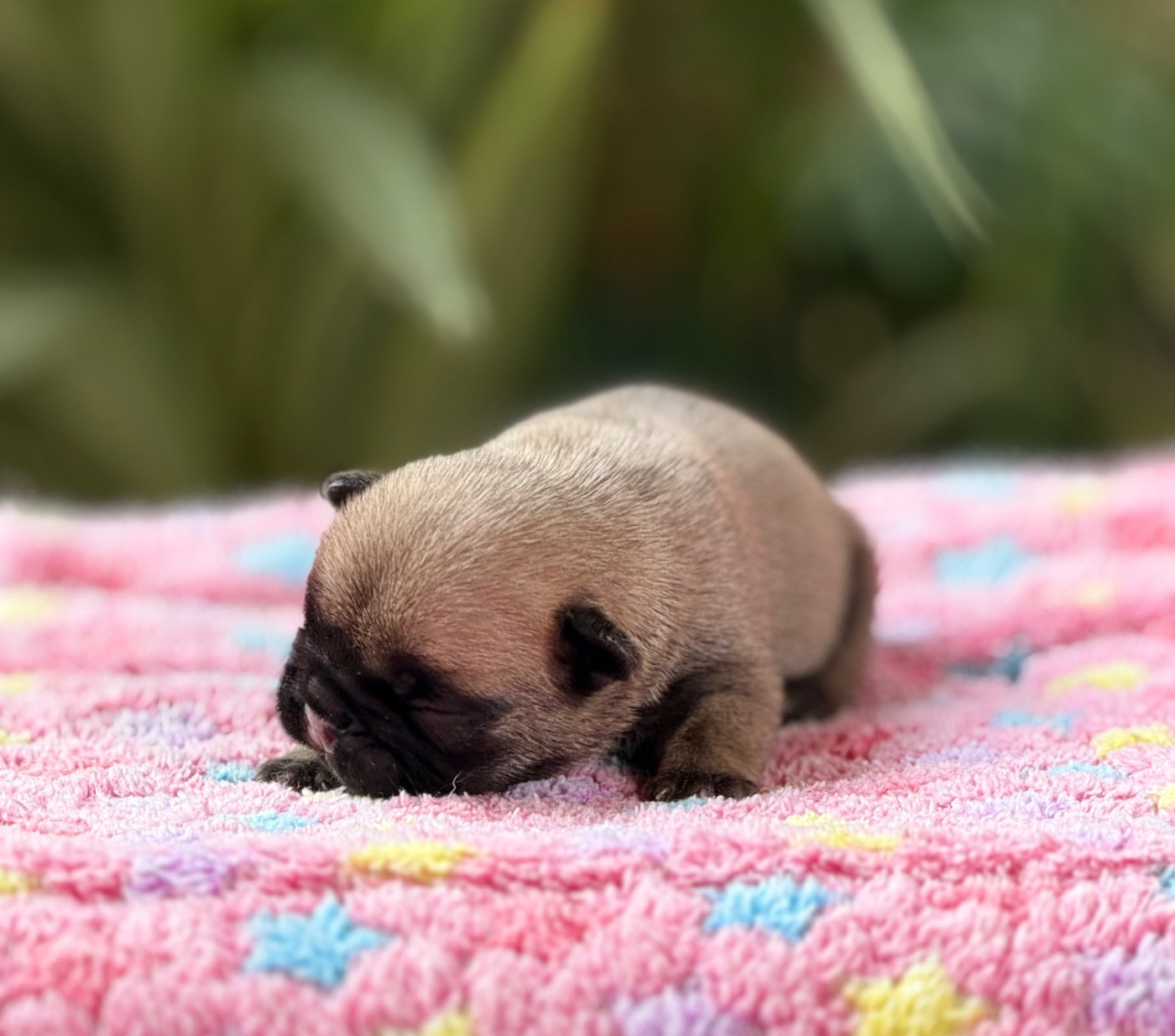 du Chevalier Gascon - Chiots disponibles - Bouledogue français