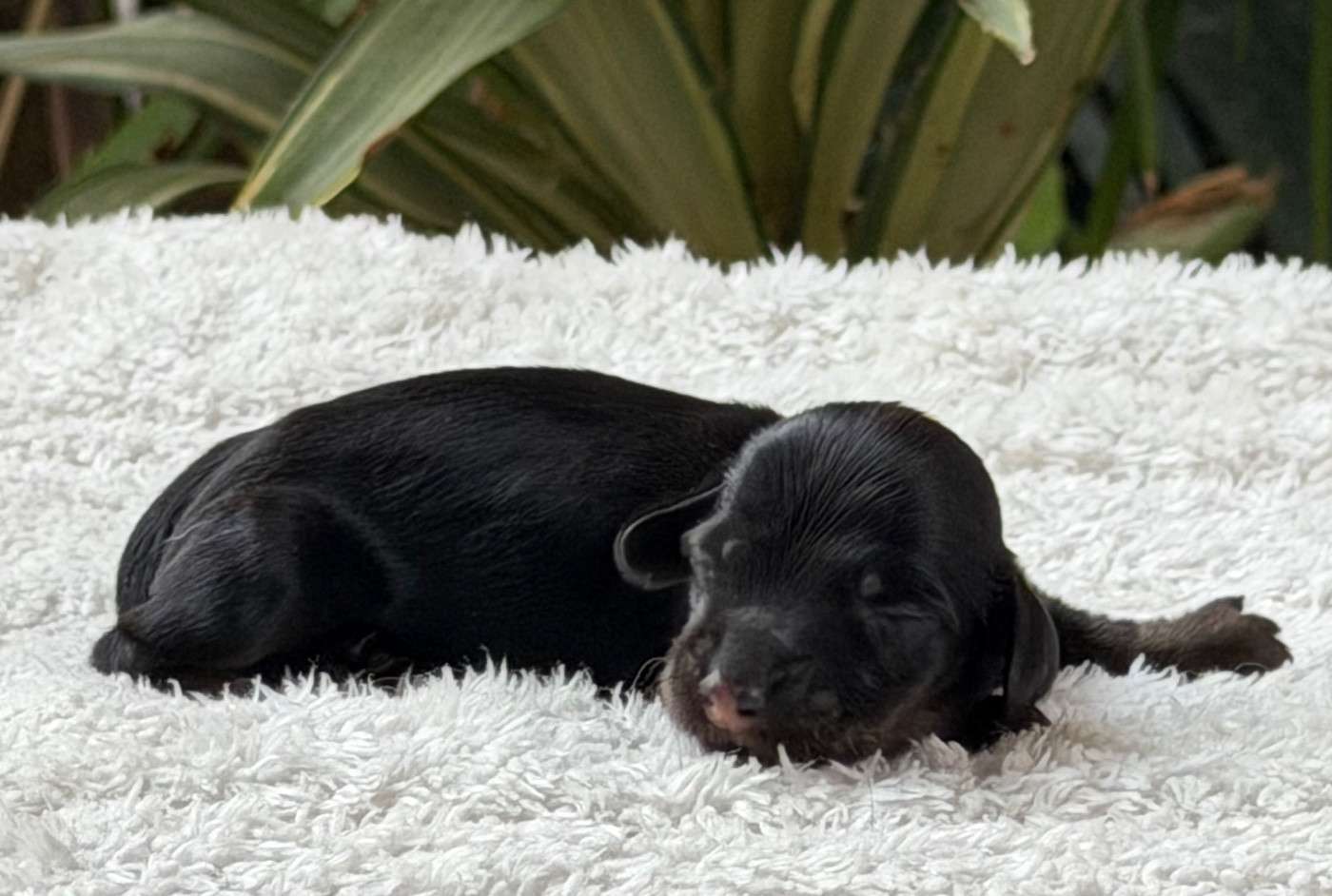 du Chevalier Gascon - Chiots disponibles - Teckel poil long