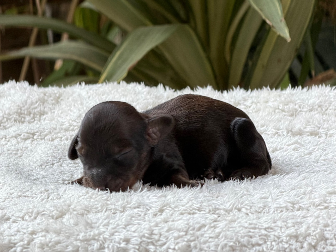 du Chevalier Gascon - Chiots disponibles - Teckel poil long