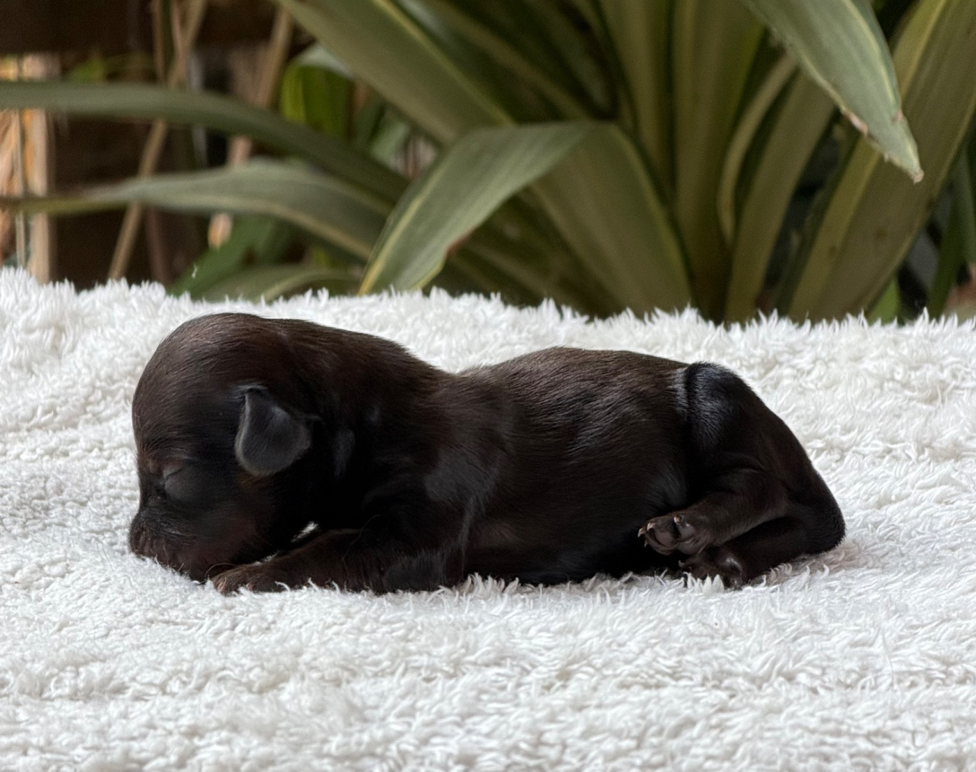 du Chevalier Gascon - Chiots disponibles - Teckel poil long