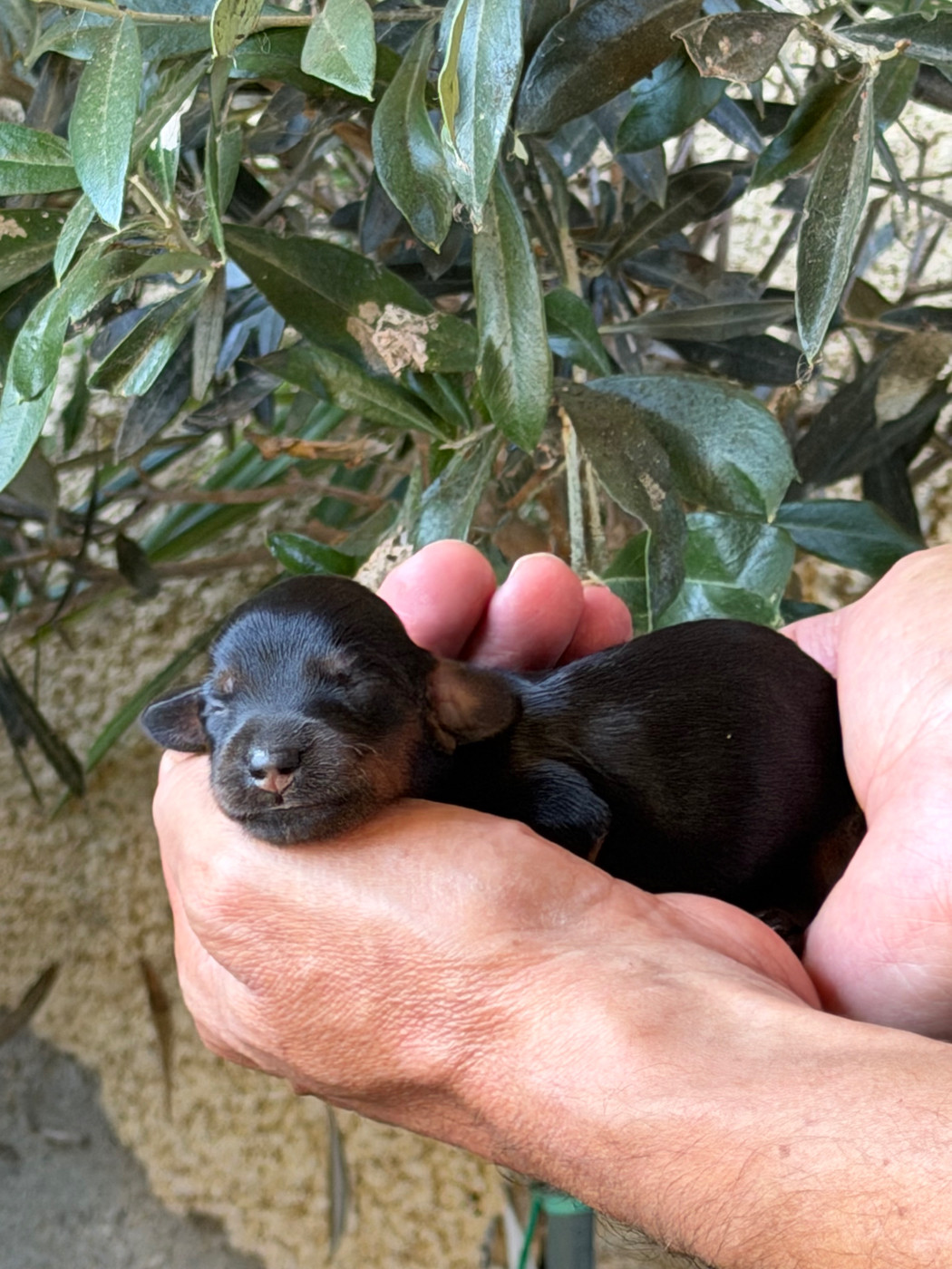 du Chevalier Gascon - Chiots disponibles - Teckel poil long