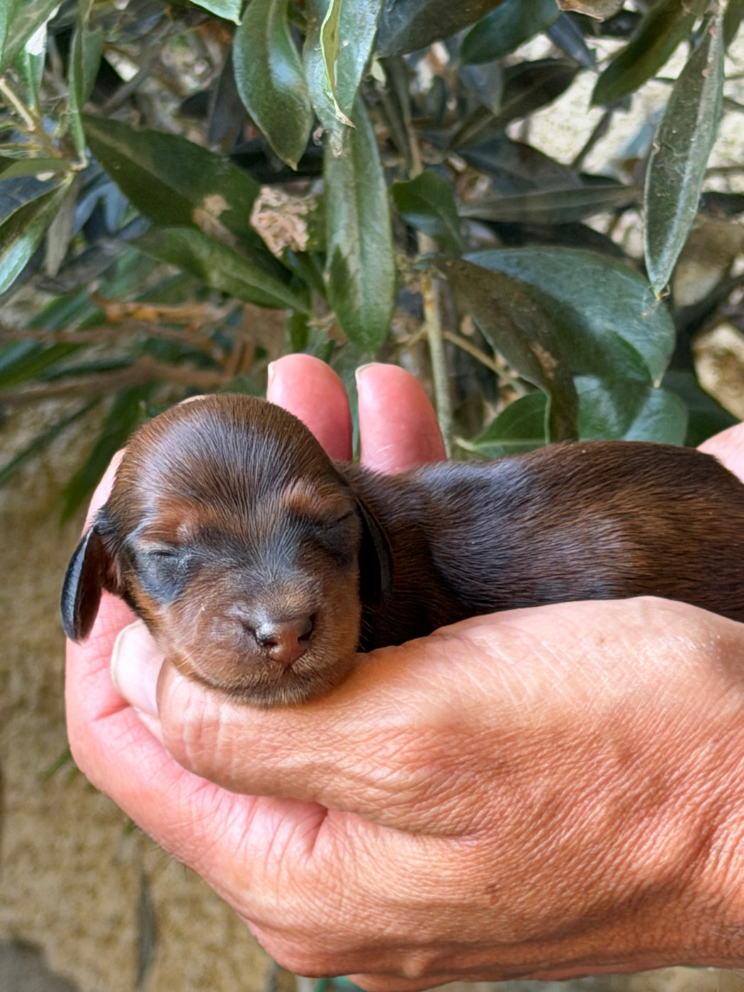 du Chevalier Gascon - Chiots disponibles - Teckel poil long