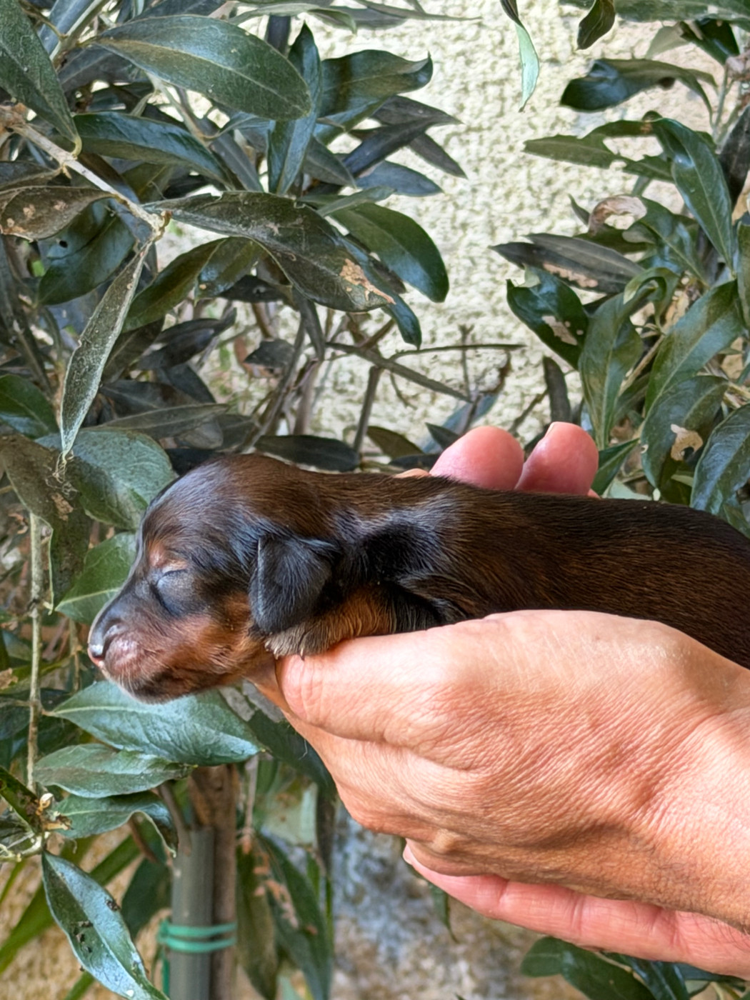du Chevalier Gascon - Chiots disponibles - Teckel poil long