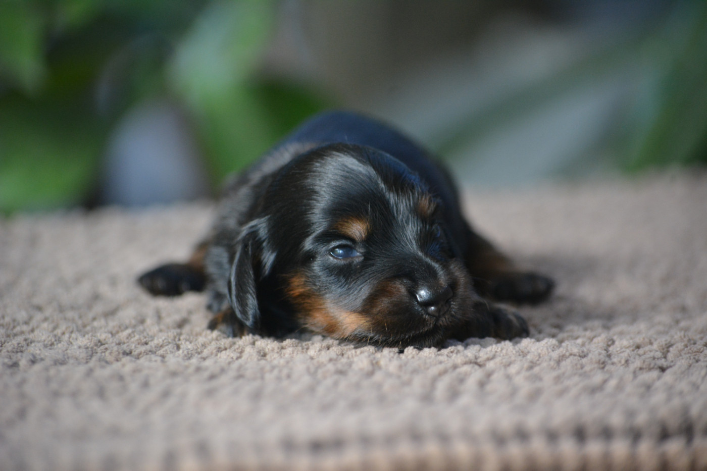 du Chevalier Gascon - Chiots disponibles - Teckel poil long