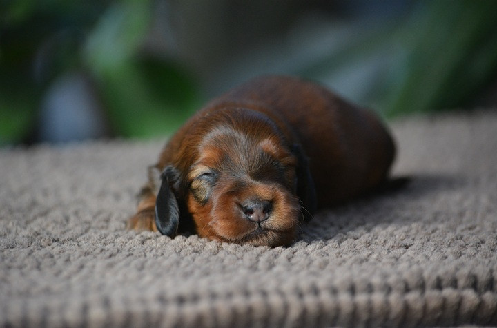 du Chevalier Gascon - Chiots disponibles - Teckel poil long